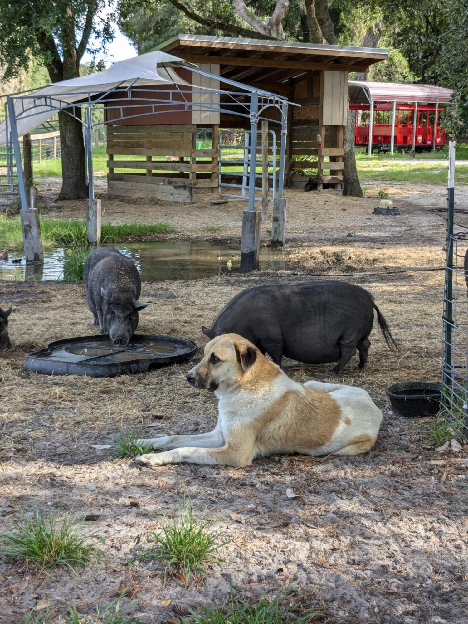 Rooterville Animal Sanctuary Melrose Eksteriør bilde