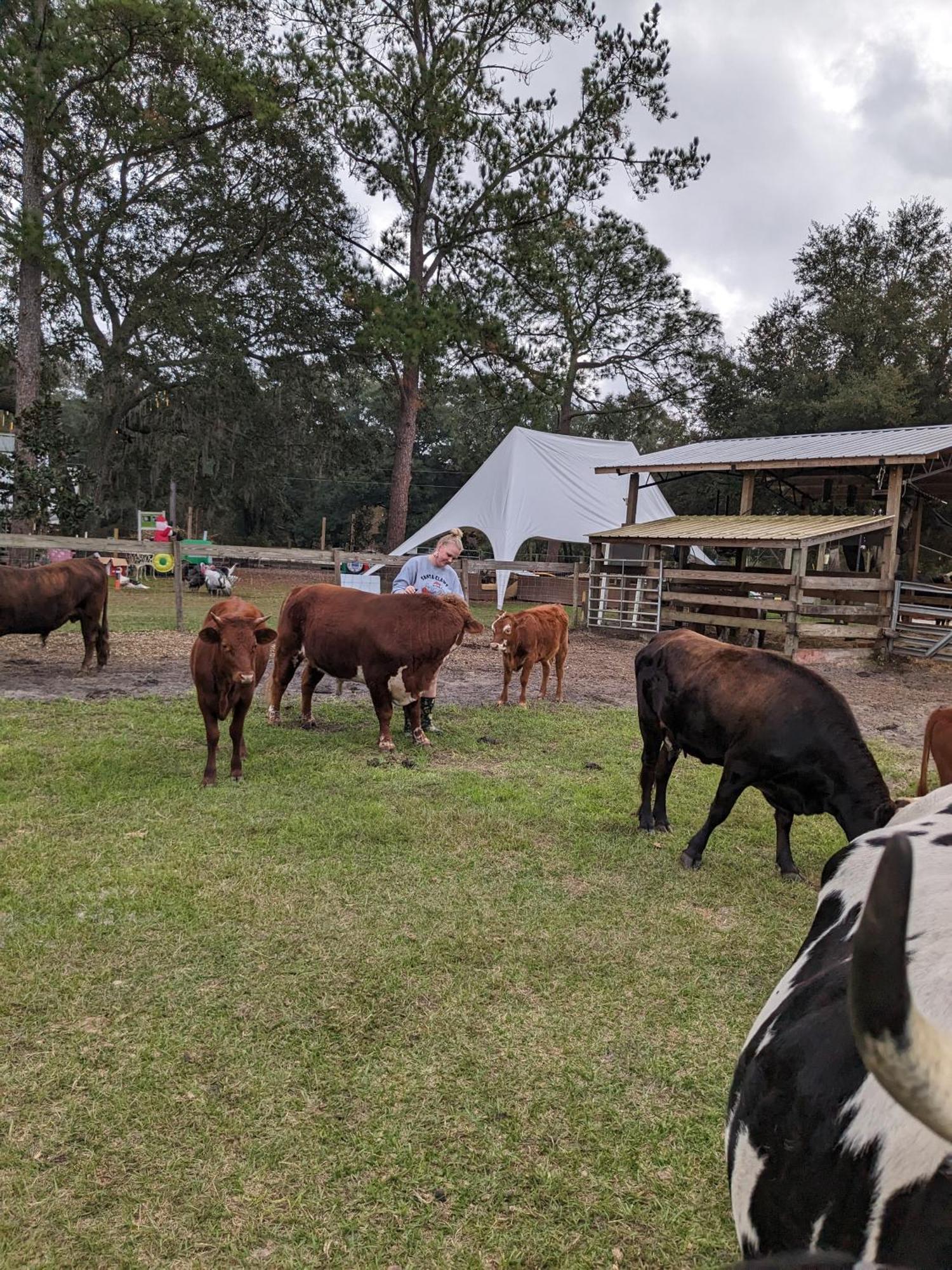 Rooterville Animal Sanctuary Melrose Eksteriør bilde