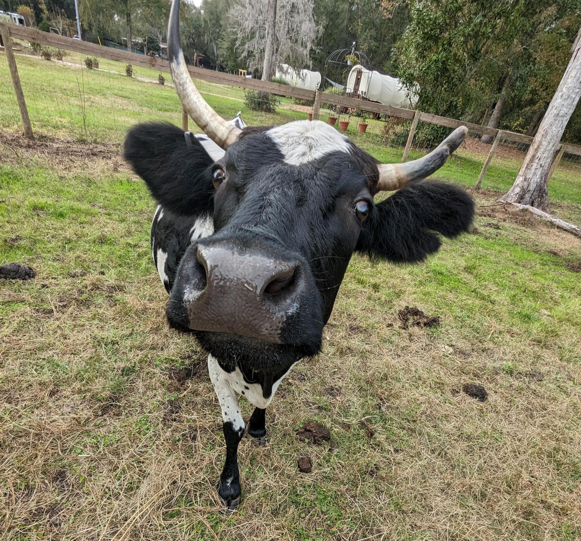 Rooterville Animal Sanctuary Melrose Eksteriør bilde